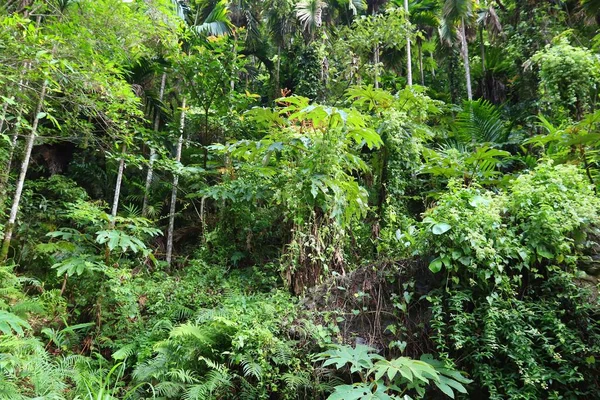 Taiwan Jungle Nationaal Park Taroko Taiwan Weelderige Regenwoudflora — Stockfoto