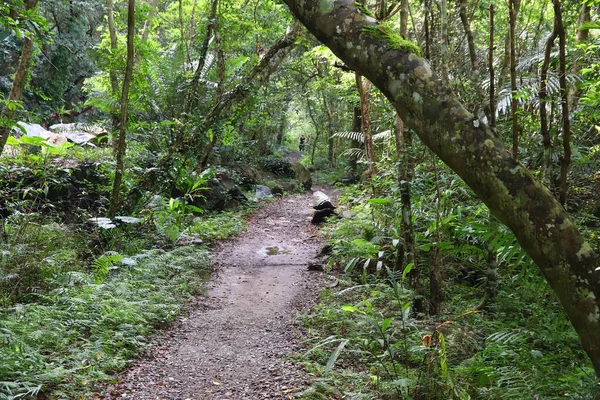 Parc National Taroko Taiwan Sentier Shakadang Sentier Forêt Tropicale Plein — Photo