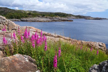 Norveç 'in yakut çiçekleriyle kaplı kıyı manzarası. Rogaland bölgesinde Egersund.