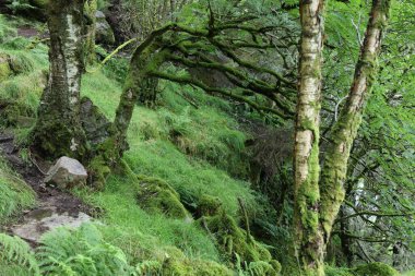 Norveç 'teki ürkütücü orman. Norveç, Rogaland 'da doğa yürüyüşü..