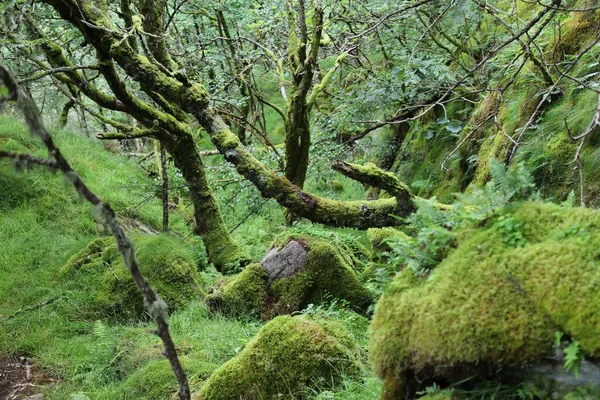 Spooky Forest Norway Hiking Trail Nature Rogaland Norway — Stock Photo, Image