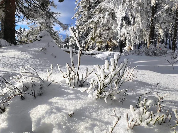 Inverno Polônia Beskidy Montanhas Vista Nevada Trilha Beskid Zywiecki Hala — Fotografia de Stock