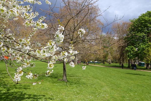 Białe Kwiaty Wiśni Londynie Wielka Brytania Park Jakuba — Zdjęcie stockowe