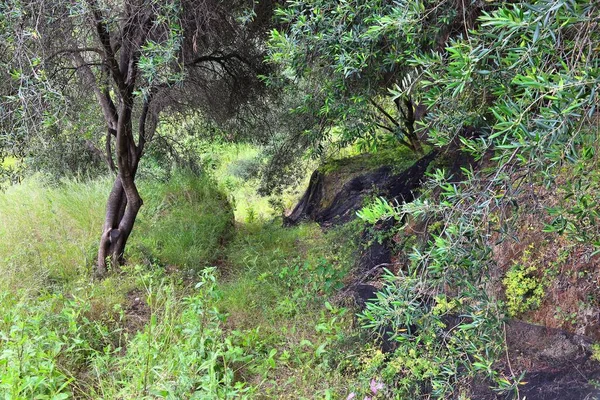 Yunanistan 'da zeytin koruluğu - Korfu adası tarımı. Esrarengiz zeytin bahçesi.