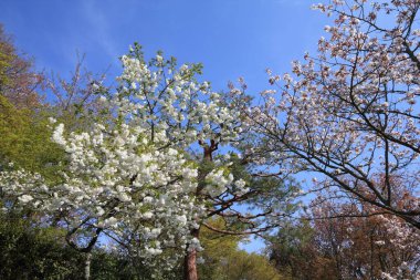 Uji, Kyoto spring time. Cherry blossoms in Kyoto, Japan. White sakura. clipart