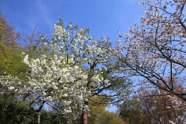 Uji Kiotói Tavasz Van Cseresznyevirágok Kiotóban Japánban Fehér Sakura — Stock Fotó