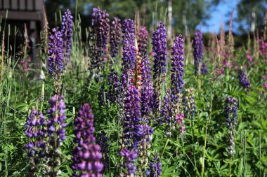 Norveç 'te Lupine çiçekleri. Baklagiller familyasından bitkiler, Fabaceae..