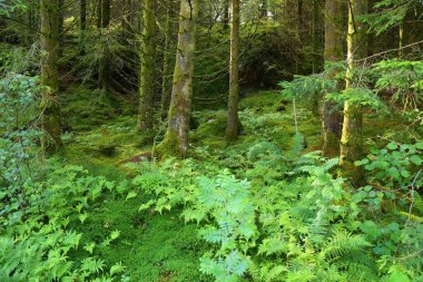 Norveç 'te bir orman. Norveç, Rogaland 'da Doğa