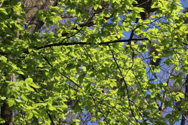 Bahar doğası. Genç yeşil kayın ağacı yaprakları baharda.