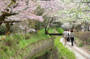 KYOTO, JAPONYA - 16 Nisan 2012: İnsanlar Japonya 'nın Kyoto kentindeki Filozof Yürüyüşü' nü (veya Filozof Yolu) ziyaret eder. Kiraz çiçeği çizgili patika, özellikle Hanami mevsimi için büyük bir Japon turistik cazibesidir..