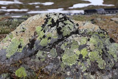 Harita liken (Rhizocarpon coğrafi türleri) arka planı. Lichen Jotunheimen dağlarındaki Gabbro Kayası 'nda yetişiyor..