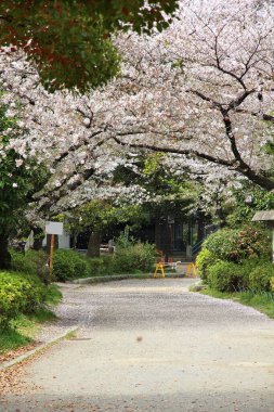 Japonya 'da kiraz çiçeği mevsimi. Tokyo, Japonya 'daki Sumida Park' ta kiraz çiçekleri. Taç yaprakları tipi.
