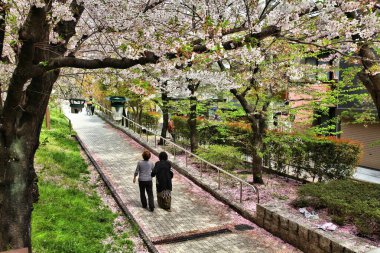 TOKYO, JAPONYA - 13 Nisan 2012: Ziyaretçiler Sumida Park, Tokyo 'da kiraz çiçeklerinin (sakura) tadını çıkarıyorlar. Hanami (çiçek görüntüleme) 8. yüzyıla dayanan bir Japon geleneğidir..