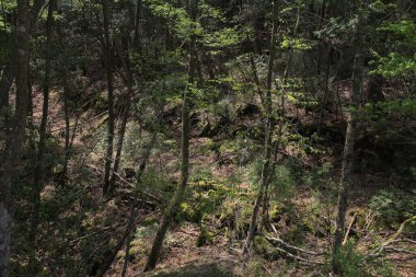 Japonya 'daki Aokigahara Ormanı. Japonya 'nın Yamanashi bölgesindeki gizemli karanlık orman aynı zamanda İntihar Ormanı olarak da bilinir..