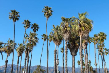 Santa Barbara 'da palmiye ağaçları. Kaliforniya, ABD 'de palmiye ağaçları.