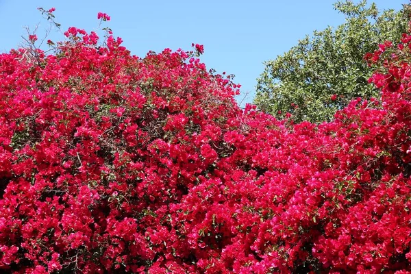 Bougainvillea Flores Planta Malibu Califórnia Flores Roxas — Fotografia de Stock