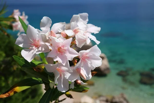 Квіти Олеандер Хорватії Адріатичне Узбережжя Далмації Хорватія Міміце — стокове фото