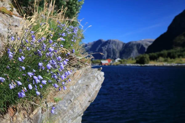 Norge Fjordlandskap Med Campanula Rotundifolia Blommor Harebell Eller Blåklocka Skatestraumen — Stockfoto