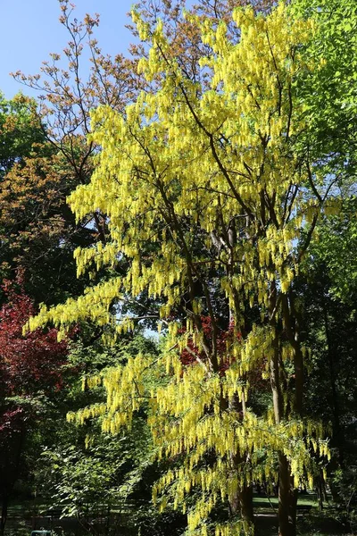 Golden Chain Tree Laburnum Tree Species Europe Laburnum Blossom Late — Stock Photo, Image
