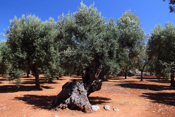 Апулия старые оливковые деревья - оливковое масло делает регион в провинции Бари, Италия. Оливковая роща.