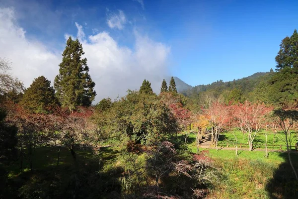 Kawasan Pemandangan Nasional Alishan Taiwan Pohon Cemara Dan Hutan Pohon — Stok Foto