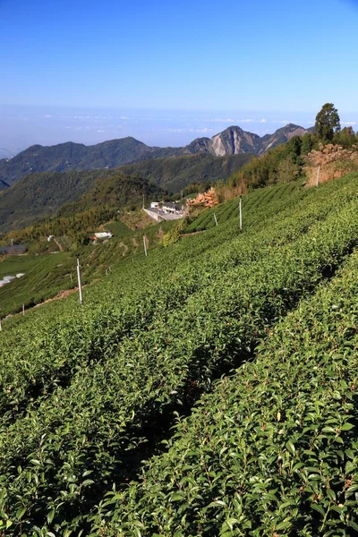 Campos Taiwán Plantaciones Ladera Shizhuo Montañas Alishan —  Fotos de Stock
