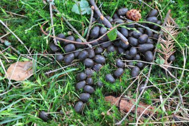 Ormanda geyik dışkısı. Beskidy dağlarında Doe kakası (dişi geyik), Polonya.