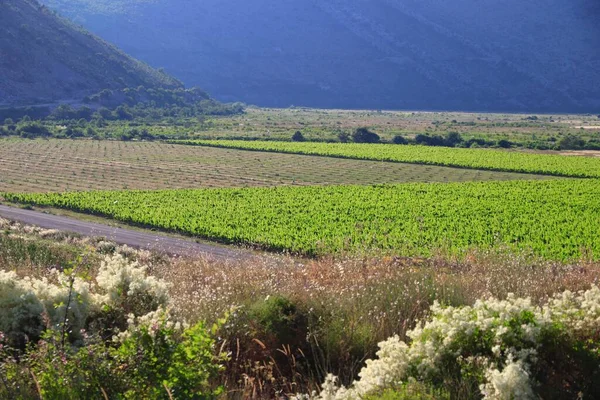 Wijngaard Europa Zomer Wijngaard Landschap Bosnische Wijnbouwregio — Stockfoto