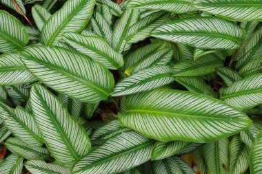 Tropik orman bitkisi arka planda kalır. Botanik bahçesinde doğal yeşil arkaplan.