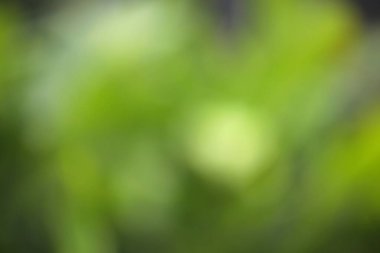 Odaklanamayan orman geçmişi. Bulanık yeşil orman soyut dokusu.