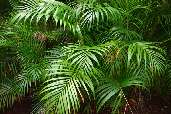 棕榈叶背 植物园中的天然绿色背景 — 图库照片