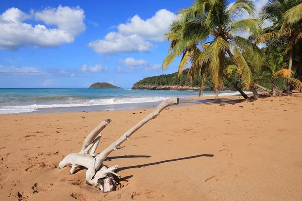 Plage Sable Guadeloupe Paysage Vacances Des Caraïbes Bois Flotté Perle — Photo