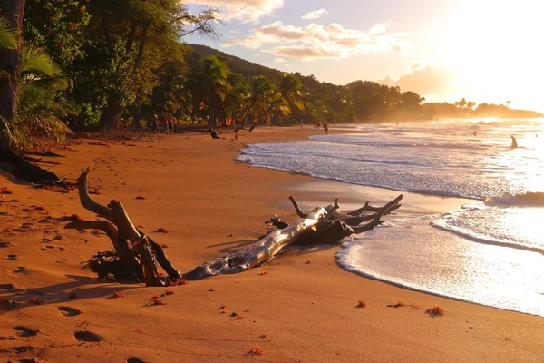瓜德罗普沙滩 加勒比度假日落景观 Perle海滩漂流木 Plage Perle — 图库照片