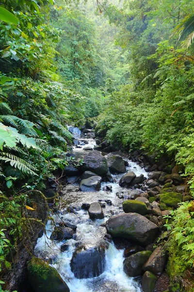 グアドループの自然カリブ海の島 グアドループ国立公園のジャングル川 — ストック写真
