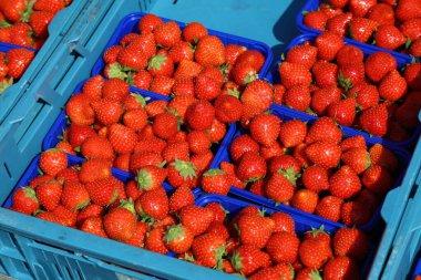 Almanya, Dortmund 'da bir gıda pazarında çilek.