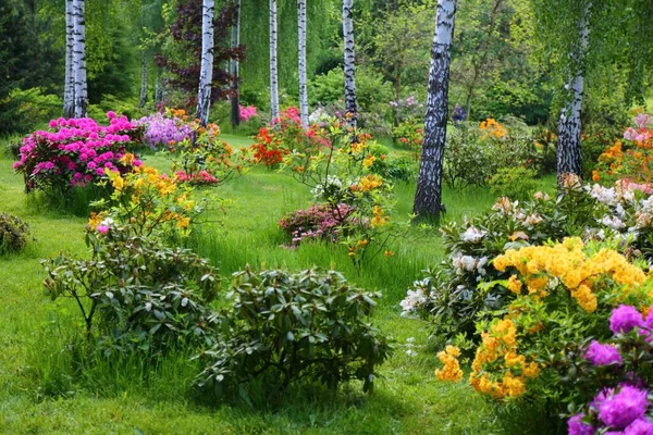 Blommande Azaleor Och Rhododendron Offentlig Botanisk Trädgård Schlesiska Botaniska Trädgården — Stockfoto