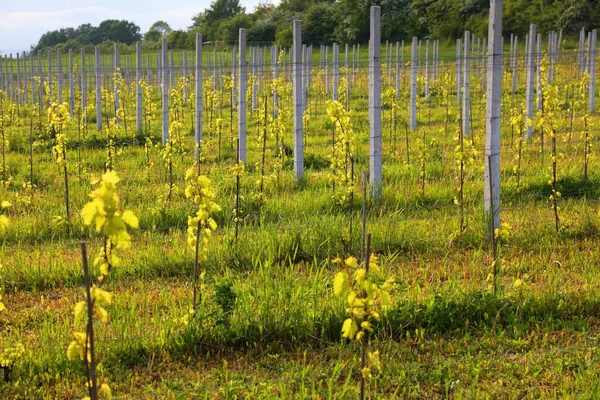 Experimenteller Weinberg Öffentlichen Botanischen Garten Schlesischer Botanischer Garten Mikolow Polen — Stockfoto