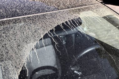 Alerji sezonu. Arabanın ön camı ilkbaharda ağaç poleniyle kaplıydı. Polen mevsimi.