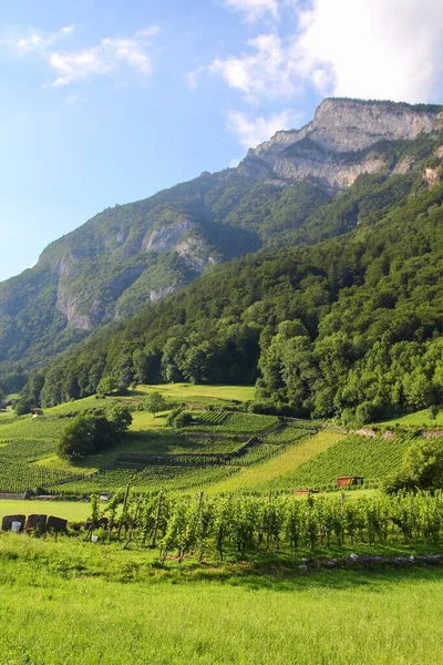 Vingårder Walenstadt Regionen Sarganserland Kantonen Gallen Alper Sveits – stockfoto