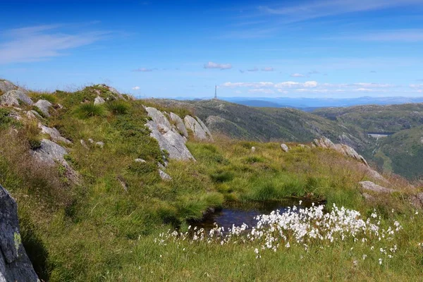 ノルウェーのコットングラス植物種 ベルゲン近郊のウルリケン山の一般的なコットングラス Eriophorum Angustifolium — ストック写真