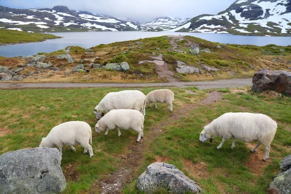 Ovejas Pastando Las Montañas Noruega Montañas Haukeli Vestfold Región Telemark — Foto de Stock