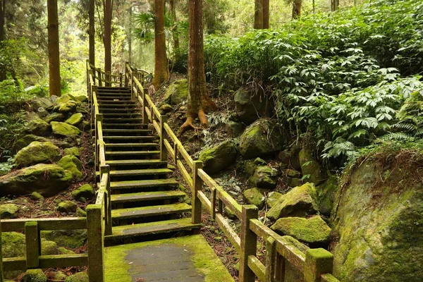 Тайванська Природа Alishan National Scenic Area Cypress Cedar Tree Trail — стокове фото