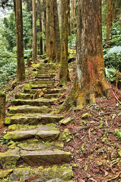 Naturaleza Taiwán Área Escénica Nacional Alishan Sendero Forestal Cipreses Cedros — Foto de Stock