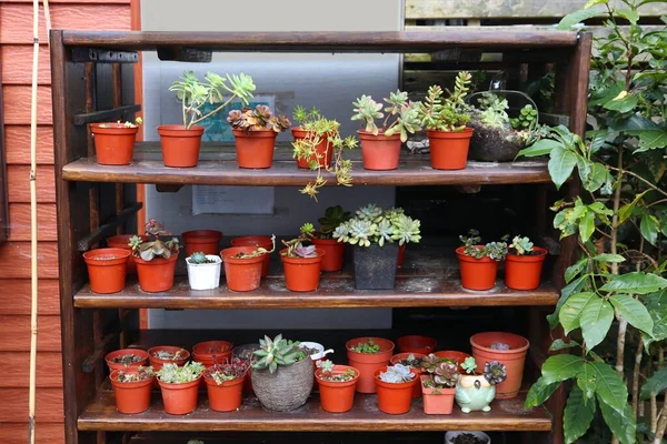 Sukkulentes Gartenhobby Taiwan Mehrere Arten Von Sukkulenten Einer Kleinen Gartenpflanzensammlung — Stockfoto