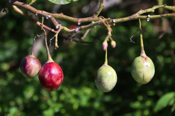 Tamarillo Pomodoro Albero Che Cresce Alishan Taiwan Nome Latino Solanum — Foto Stock