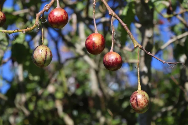 Tamarillo Tomate Árvore Crescendo Alishan Taiwan Nome Latino Solanum Betaceum — Fotografia de Stock