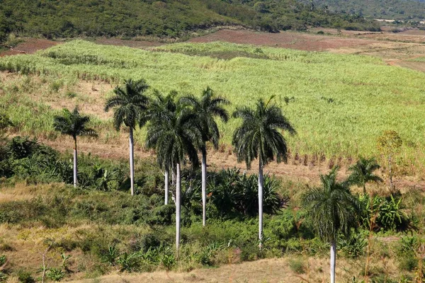 Περιοχές Ζαχαροκάλαμου Στο Sugar Mill Valley Στο Τρινιντάντ Της Κούβας — Φωτογραφία Αρχείου