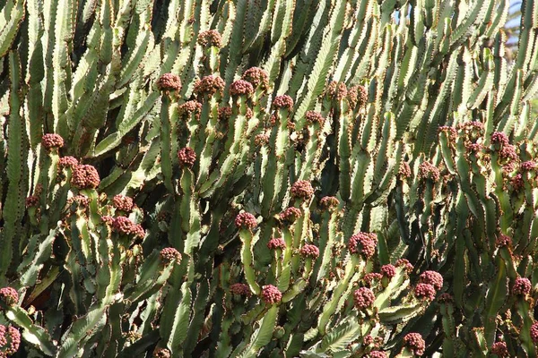 Candélabre Euphorbia Candelabrum Plante Succulente Dans Jardin Botanique Canario Gran — Photo