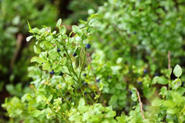 Norveç 'te yaz ormanı meyveleri. Böğürtlen olarak da bilinen Avrupa yaban mersini (Vaccinium myrtillus).