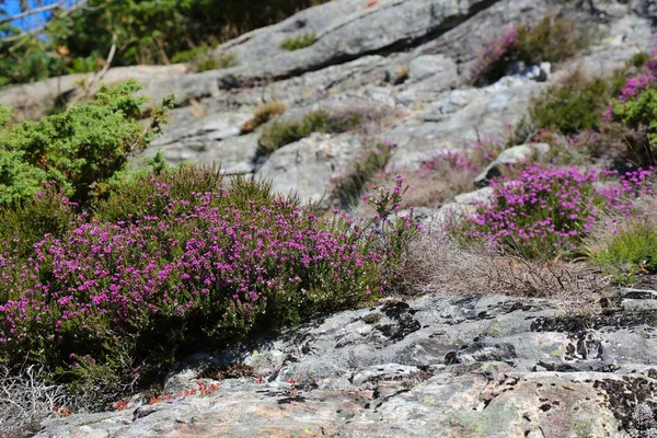 Norweska Natura Heather Roślin Znany Również Jako Molwa Calluna Vulgaris — Zdjęcie stockowe